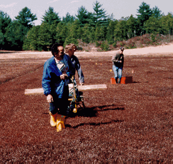 GPR being towed on a cranberry bed