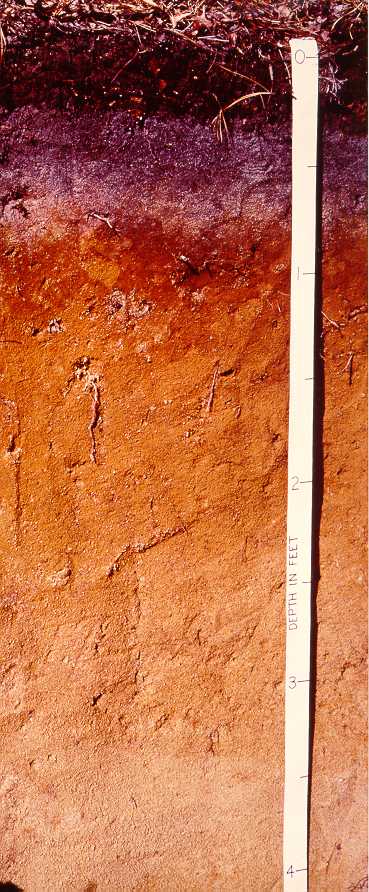 Carver Soil Profile