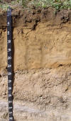 Enfield soil profile