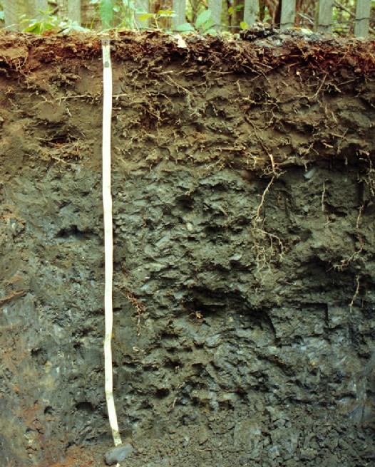 Pittstown Soil Profile