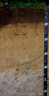 Narragansett Soil