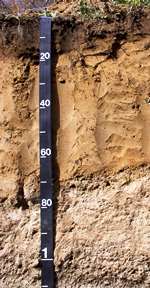 Enfield Soil Profile